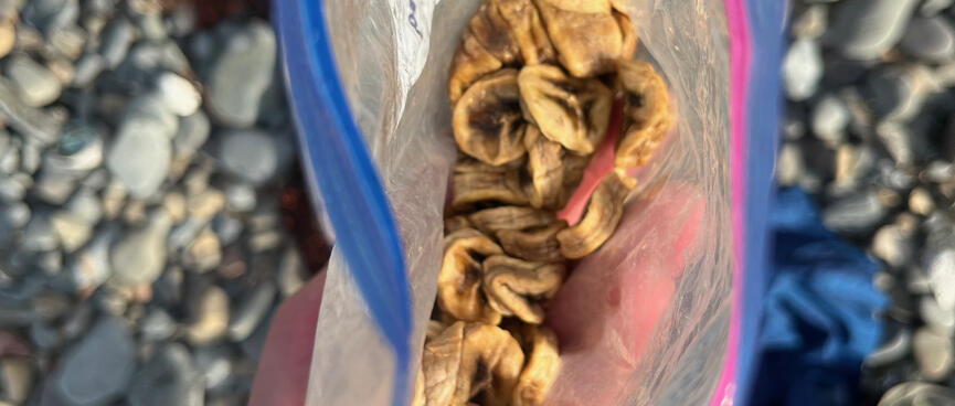 Looking down into a plastic bag of dried bananas.