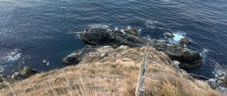 Looking down a fenceline planted on a steep hillside above the sea.