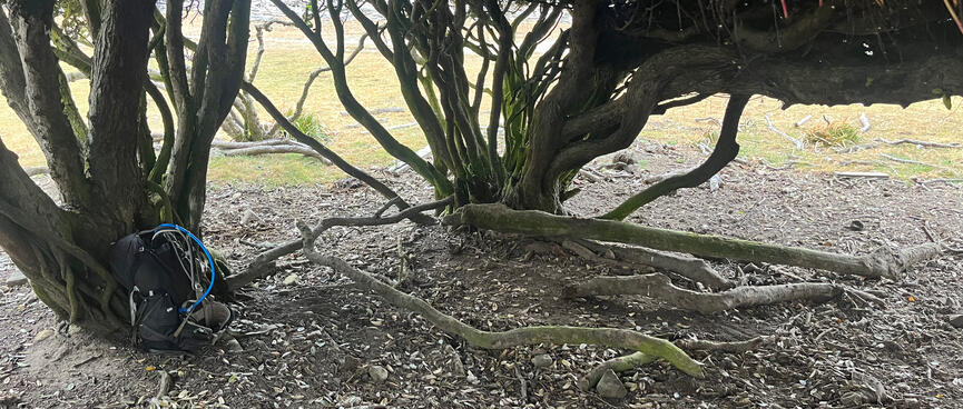 Driftwood sticks demarcate my campsite under a tree.