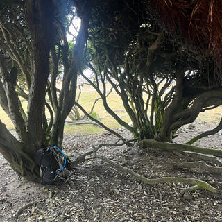 Driftwood sticks demarcate my campsite under a tree.