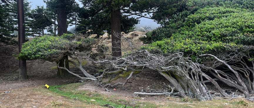 Trees and their branches grow on an angle.