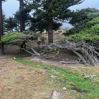Trees and their branches grow on an angle.