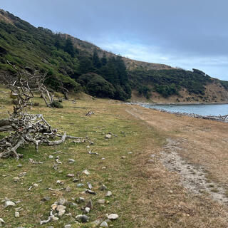 A stand of trees a hundred metres down the beach.