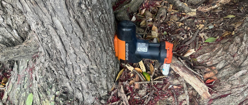A black and orange plastic device mounted at the base of a tree.