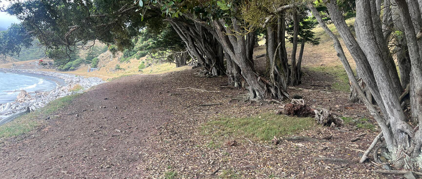 Under the trees, the leafy canopy extends almost to the beach.