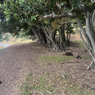 Under the trees, the leafy canopy extends almost to the beach.