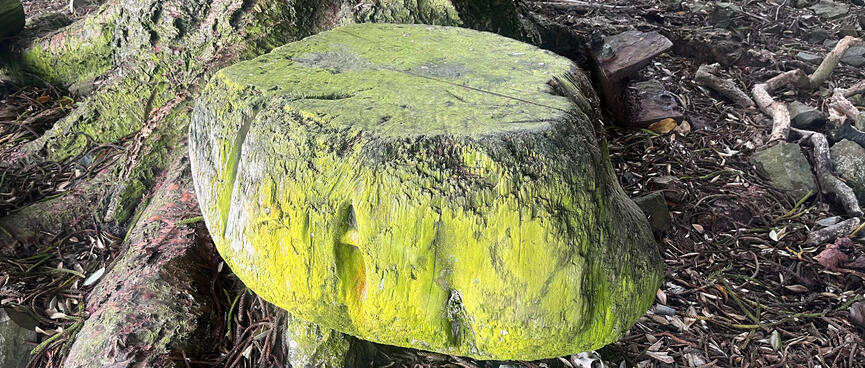 A slice of tree trunk has a flattened top and is covered in a green chalky substance.