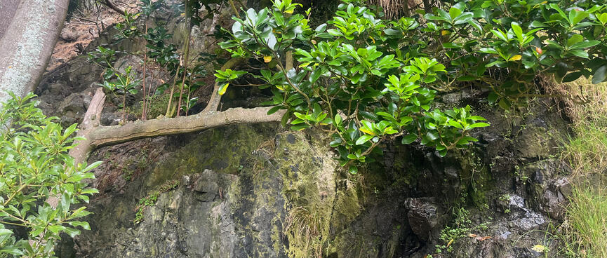 Water dribbles down a rock face, near green shoots growing vertically from a horizontal tree branch.