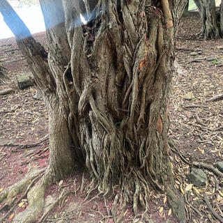 At the base of a tree, strands of wood are intertwined with one another.