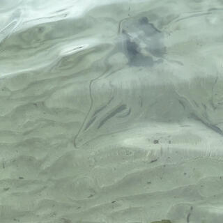 A stingray lies in wait on the sea floor.