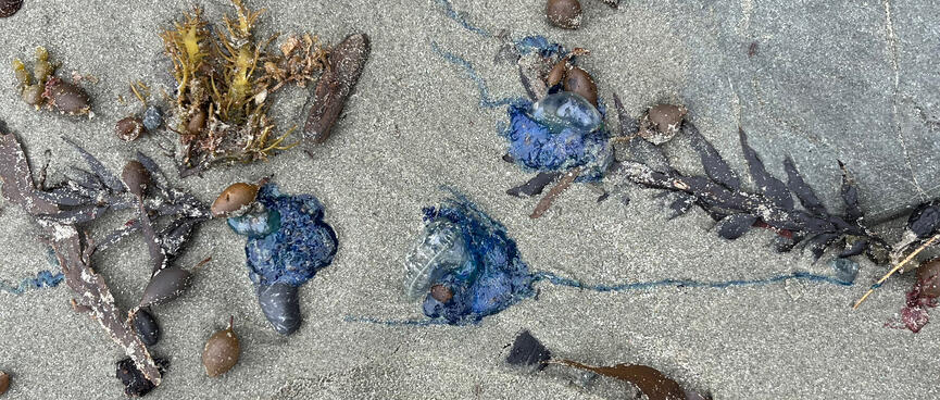 Washed up seaweed and dead blue bottles lie in the sand.