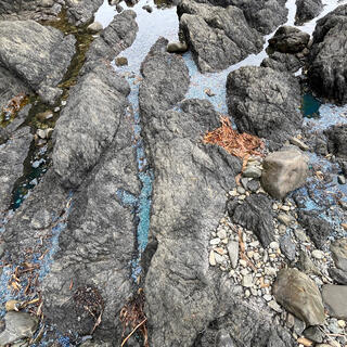 Tiny blue pellets lie in a narrow rock pool.