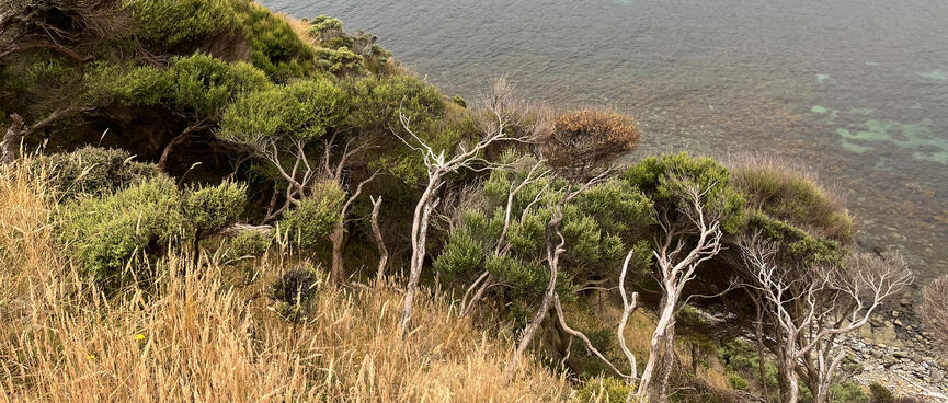 Trees with narrow deformed trunks cling to the hillside.