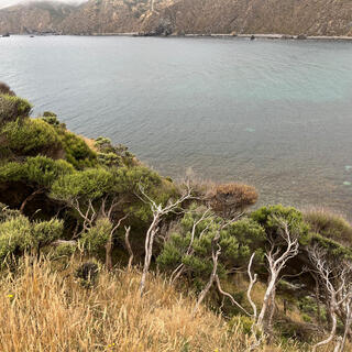 Trees with narrow deformed trunks cling to the hillside.