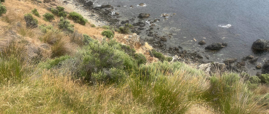 Green shrubs and grass on an otherwise barren hillside.
