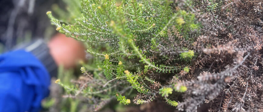 The green fronds of a shrub.