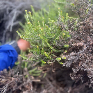 The green fronds of a shrub.