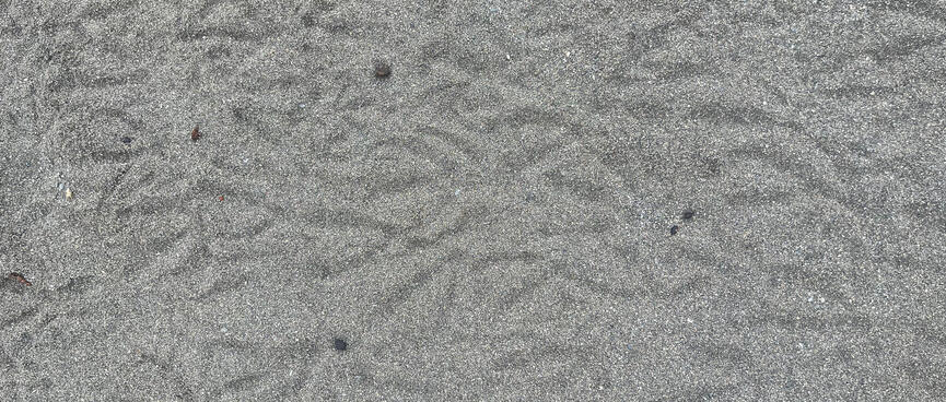 V-shaped imprints on a sandy beach.