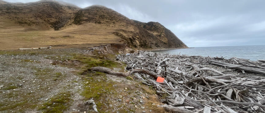A beach covered with driftwood and a large hill in the background.