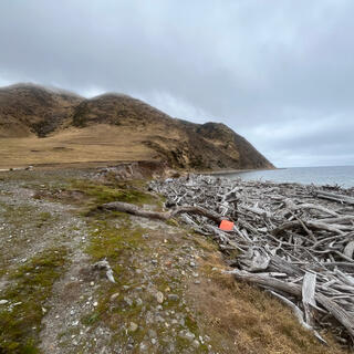 A beach covered with driftwood and a large hill in the background.
