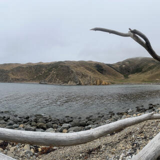 Panoramic view of a bay and a long piece of driftwood.