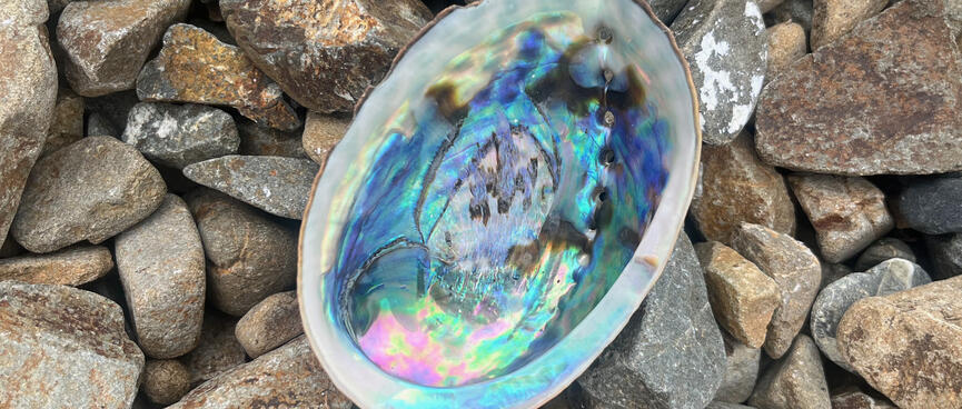 An empty shell coloured blue, green, purple and white.
