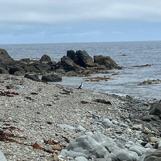 A black and white bird stands on the beach and watches the sea.