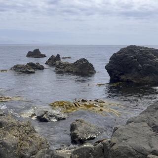 Browny-green kelp in the sea.