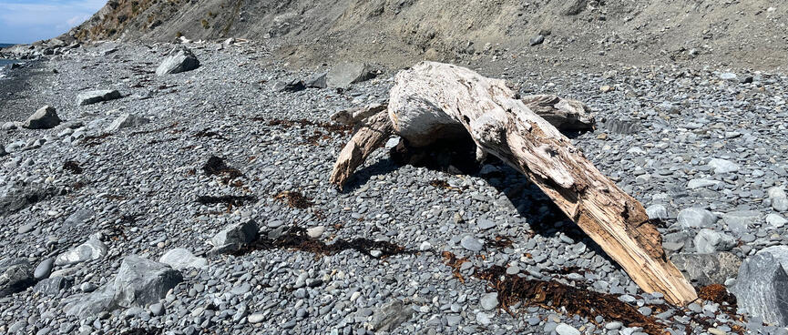 Driftwood log with an arched back.
