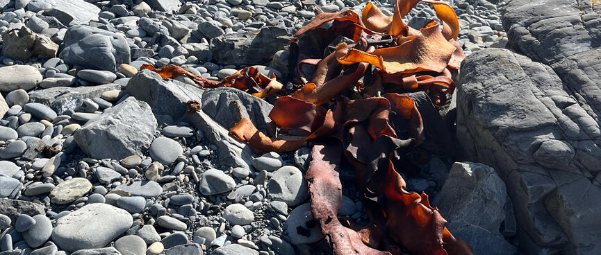 The dried kelp is orange.