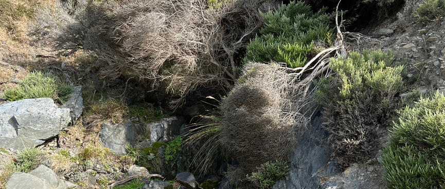 Sick looking trees lean over to drink from a stream.