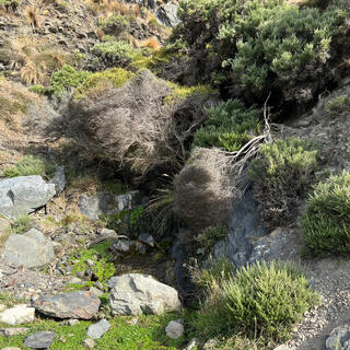 Sick looking trees lean over to drink from a stream.