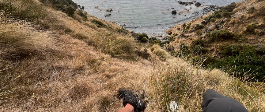 Sitting in the tussock on a hillside.