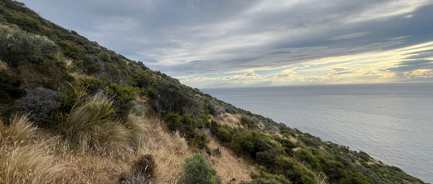 A sloping hillside is covered in brown and green shrubs.