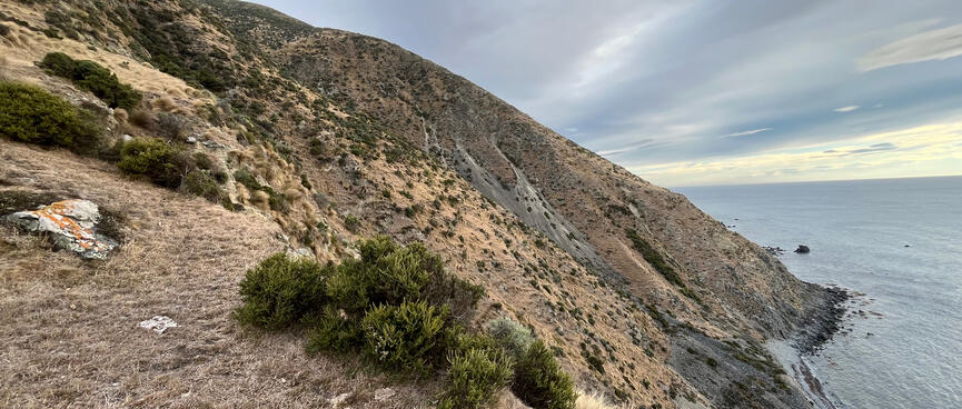 Green shrubs on a steep brown hillside.