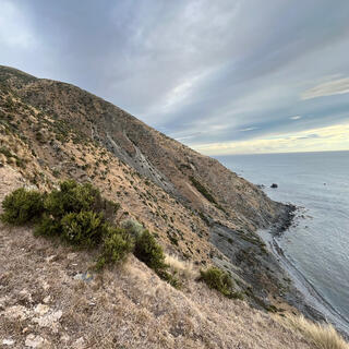 Green shrubs on a steep brown hillside.