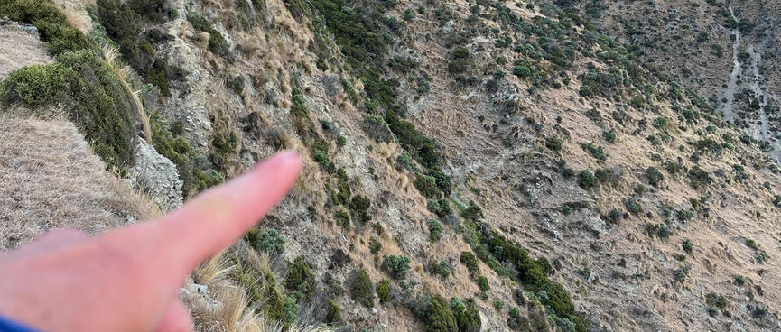 A line of green shrubs on a steep rocky hillside.