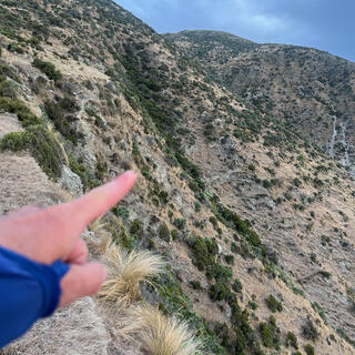 A line of green shrubs on a steep rocky hillside.