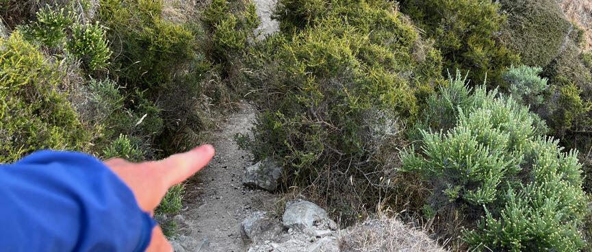 A narrow path runs between green shrubs.