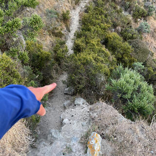 A narrow path runs between green shrubs.