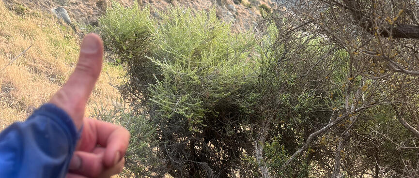 Giving the thumbs-up to a green shrub.