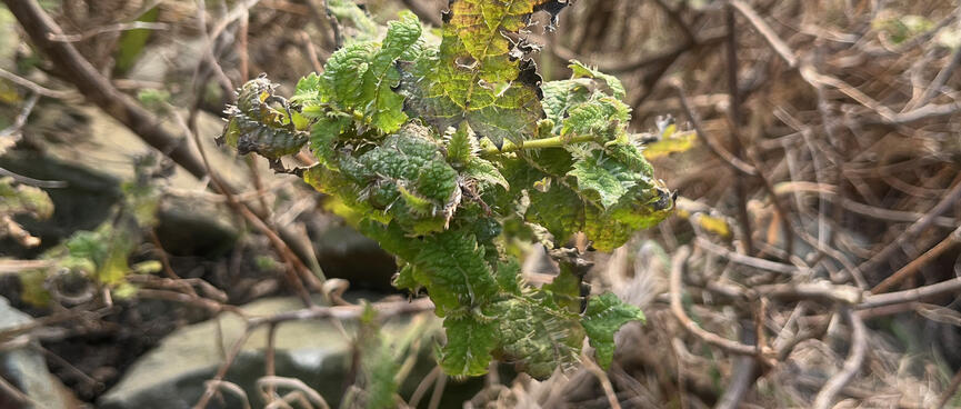Green leaves with jagged and burnt edges.