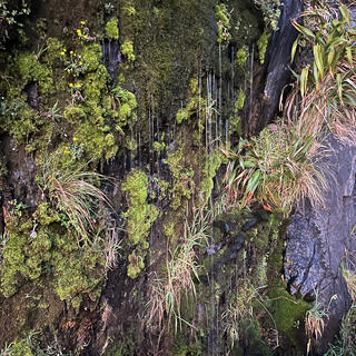 Water dripping from a moss covered rockface.