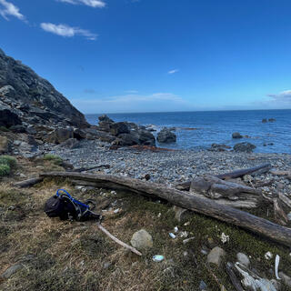 A long piece of driftwood lies between the beach and the grassd.