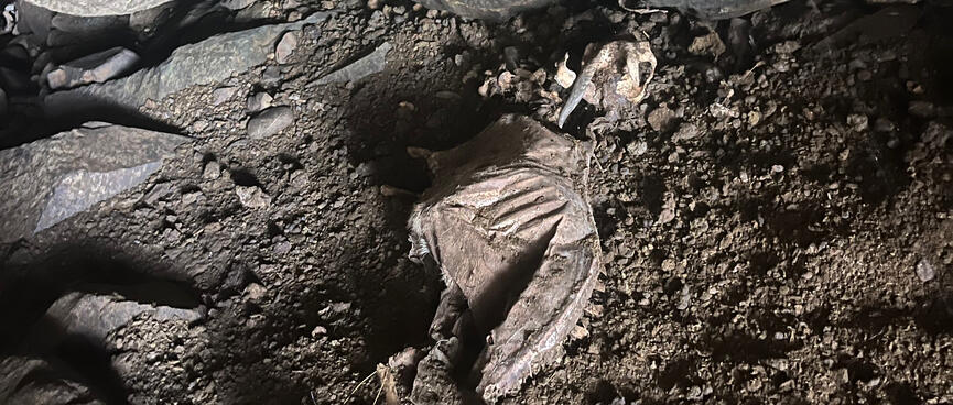 Tissue covers the skeleton of a dead animal.
