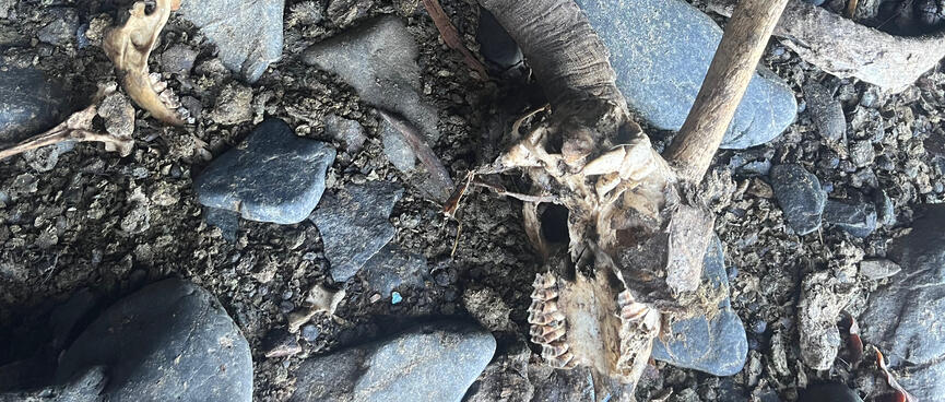 A skull, jawbone and other animal parts scattered amongst the rocks.