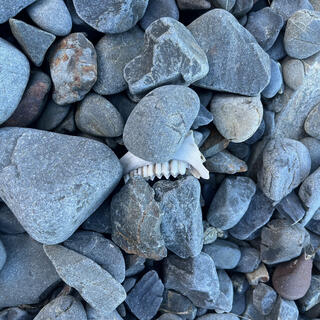 An animal part with a row of teeth attached.