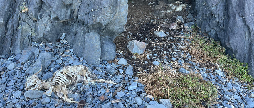 An animal skeleton lies next to the cave exit.