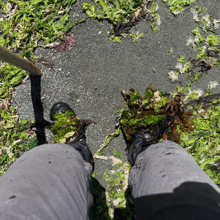 My shoes are covered in bright green seaweed.