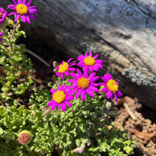 Small flowers with purple petals and yellow centers.